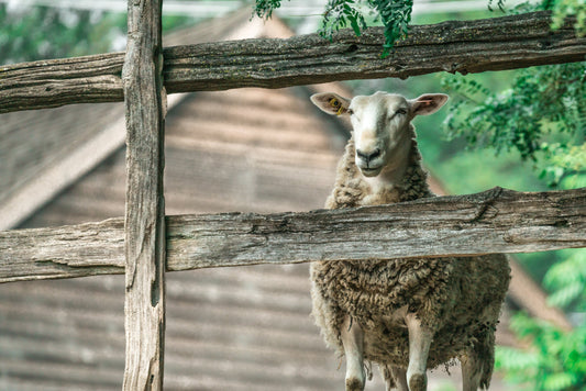 Why Farmers are Switching to 4G Security Cameras for Livestock Monitoring